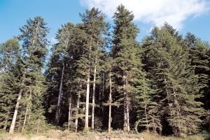 foret ariege bois