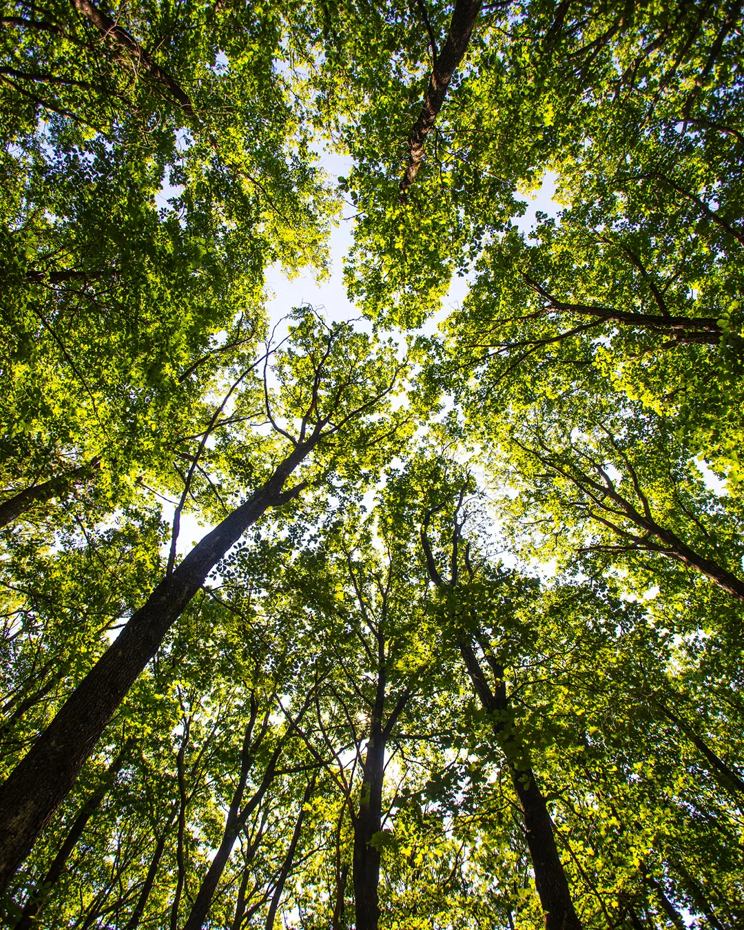 Arbres Arbres