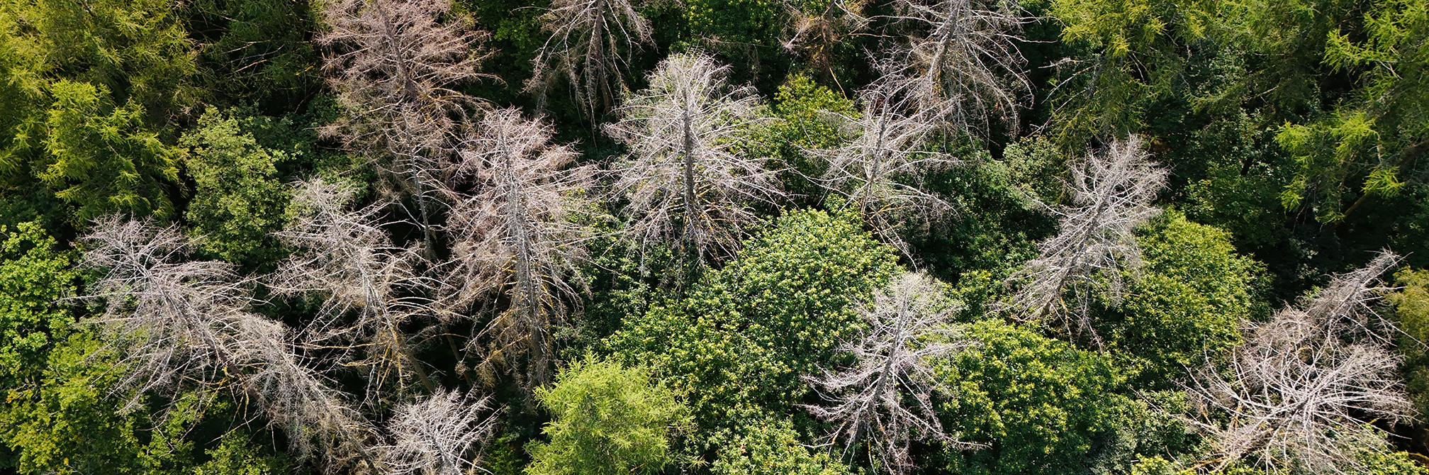 Interview Philippe Mathey – Journée nationale des forêts