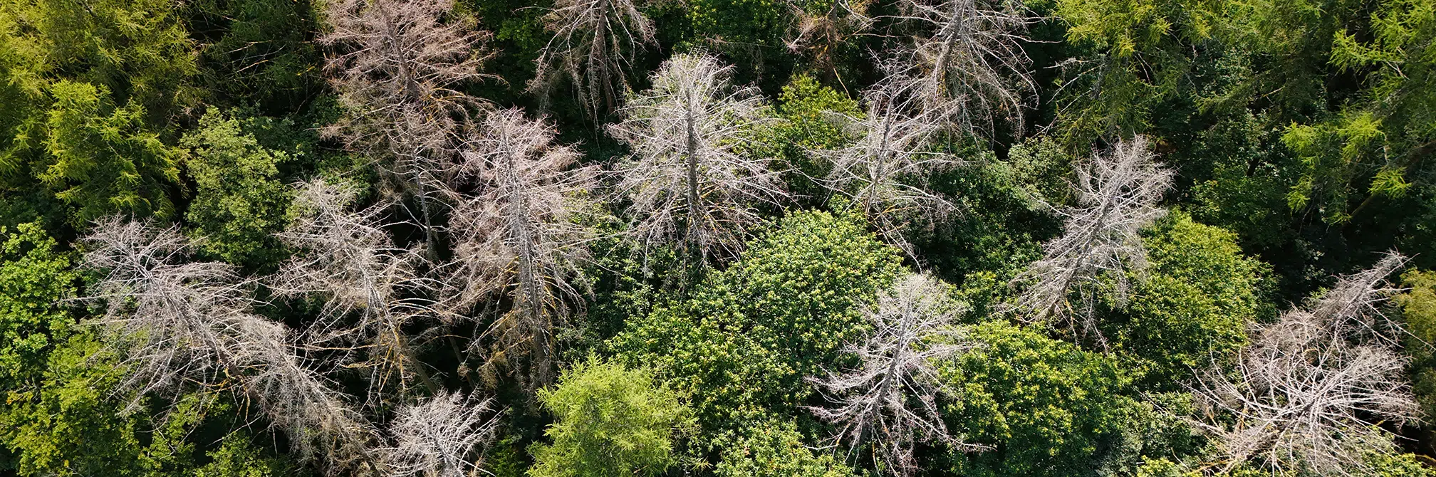 Interview Philippe Mathey – Journée nationale des forêts