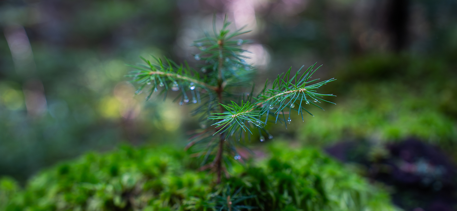 Interview Philippe Mathey – Journée nationale des forêts