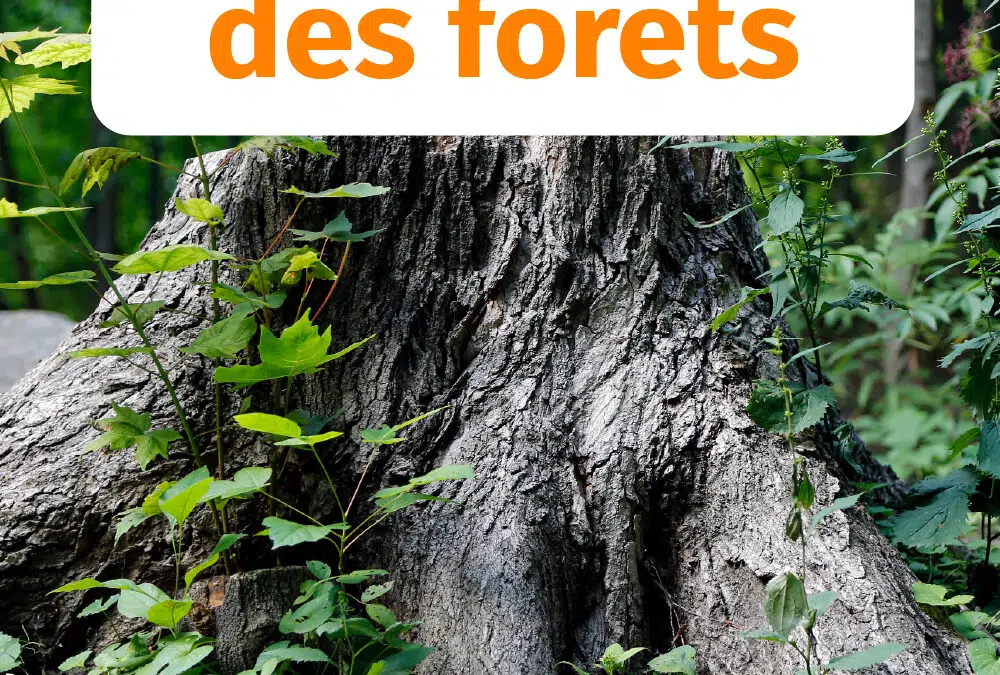 Journée nationale des forêts : Interview de Philippe Mathey