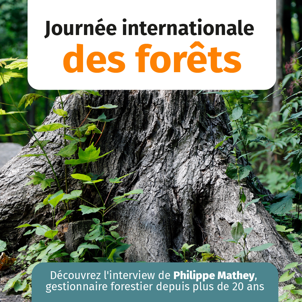 Journée nationale des forêts interview Philippe Mathey gestionnaire forestier